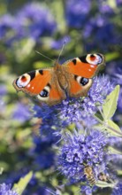 Bearded flower (Caryopteris × clandonensis 'Blauer Spatz'), BS Sämann, Germany