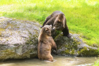 Eurasian brown bear (Ursus arctos arctos) playing with each other at a little lake, Bavarian