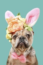 Cute merle French Bulldog dog wearing Easter bunny costume ears headband with rose flowers on green