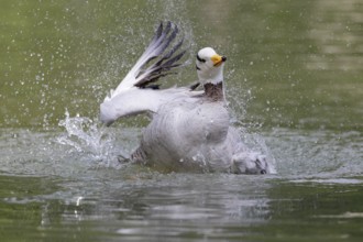 Bar-headed Goose (Anser indicus) bathing, Bavaria, Germany