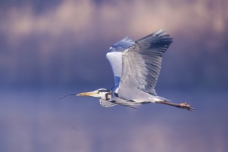 Grey Heron (Ardea cinerea) male, Hamburg, Germany