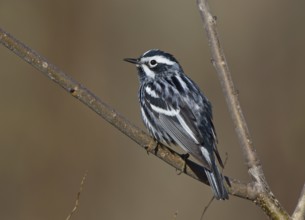 Black-and-white Warbler (Mniotilta varia), Ohio, USA
