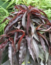 Dwarf peach (Prunus persica CRIMSON BONFIRE), Merkel family, Germany