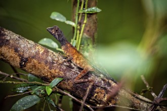 Well camouflaged lizard on a tree trunk in the dense forest, kangaroo lizard (Agasthyagama) in the
