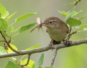 A House Wren, Troglodytes aedon, with its meal in Saskatchewan, Canada