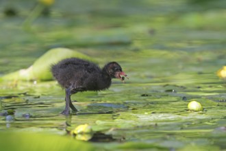 Common Moorhen (Gallinula chloropus) juvenile, Lower Saxony, Germany