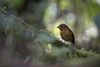 Slaty-crowned Antpitta (Grallaricula nana) perched on a branch, Rio Blanco Nature Reserve, Colombia