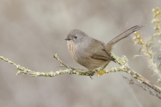 Wrentit (Chamaea fasciata), California, USA