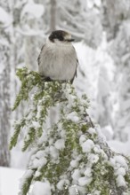 Grey Jay (Perisoreus canadensis), British Columbia, Canada