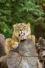 Asiatic lion (Panthera leo persica) female lying on a tree trunk, captive, Germany