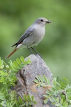 Black Redstart (Phoenicurus ochruros) female, St. Gallen, Switzerland