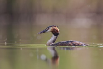 Great Crested Grebe (Podiceps cristatus), North Rhine-Westphalia, Germany