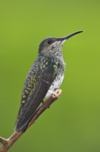 White-necked Jacobin (Florisuga mellivora), Ecuador