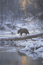Grizzly Bear (Ursus arctos horribilis) crossing river in winter over snow covered log, British