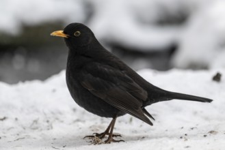 Blackbird (Turdus merula), Emsland, Lower Saxony, Germany