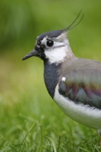Kiebitz (Vanellus vanellus), Lapwing, Portrait, Mai, captive, Zoo, Nordrhein-Westfalen, Deutschland