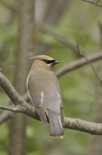 Cedar Waxwing (Bombycilla cedrorum), Ontario, Canada