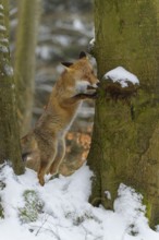 Red fox (Vulpes vulpes), stands on its hind legs against a snow-covered tree in a wintry forest,