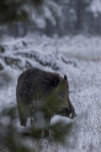 A wild boar (Sus scrofa) attentively observes the edge of the forest opposite, early winter,