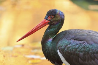 Black Stork (Ciconia nigra), Bavaria, Germany