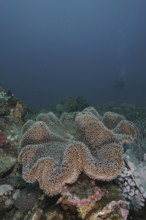 Mushroom leather coral (Sarcophyton glaucum)