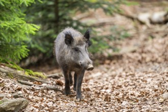 Wild boar (Sus scrofa) walking in a forest, Bavaria, Germany
