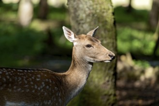 Damson (Dama dama), deer, doe observes the surroundings attentively with eyes and ears, animal