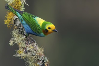 Multicolored Tanager (Chlorochrysa nitidissima) perched on a branch in Colombia, South America