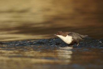 Zwartbuikwaterspreeuw foerageerend bij beek, Black-bellied Dipper at a brook