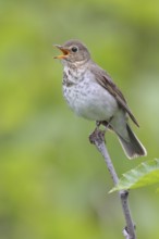 Swainson's Thrush (Catharus ustulatus) singing, Alaska, USA