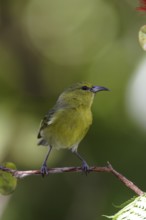 Kauai Amakihi (Chlorodrepanis stejnegeri) male, Hawaii, USA