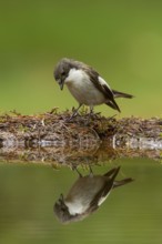 European Pied Flycatcher (Ficedula hypoleuca) male, Utrecht, Netherlands