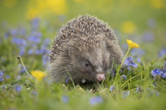 European hedgehog (Erinaceus europaeus) adult animal in a countryside meadow with Meadow buttercup