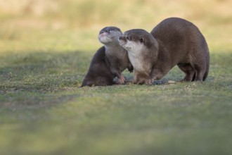 Eurasian Otter (Lutra lutra) adult with young, Castile-La Mancha, Spain