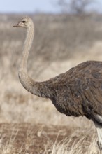 South African ostrich (Struthio camelus australis), adult female standing in dry grassland, profile