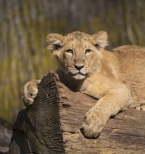 Asiatic Lion (Panthera leo persica), young lying on a tree trunk and looking attentively, occurring