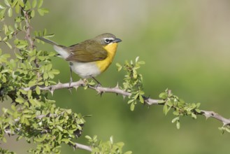 Yellow-breasted Chat (Icteria virens) perched on a branch, Texas, USA
