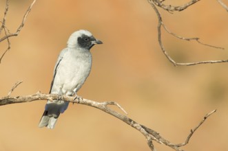 Black-faced Cuckooshrike (Coracina novaehollandiae), Northern Territory, Australia