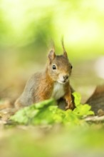 Red squirrel (Sciurus vulgaris) in a forest, Bavaria, Gernany