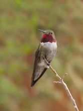 Broad-tailed Hummingbird (Selasphorus platycercus), Arizona, USA