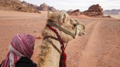 A traditional bedouin guiding a camel through the red sands and rugged terrain of Wadi Rum, a
