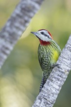 Cuban Green Woodpecker (Xiphidiopicus percussus) perched on a branch in Cuba