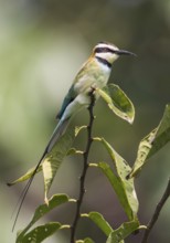 White-throated Bee-eater (Merops albicollis), Uganda