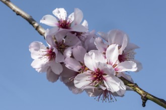 Almond blossom (Prunus dulcis), Rhineland-Palatinate, Germany