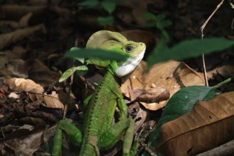 A vivid green iguana, prominently perched among forest litter, its intense colors contrasting with