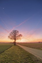 View along a road to a solitary tree in an agricultural environment with blue sky streaked with