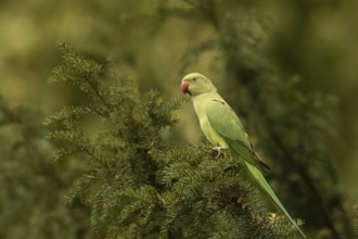 Rose-ringed Parakeet (Psittacula krameri) female perched in European yew (Taxus baccata) tree,