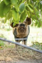 Domestic pig in the green, Amsterdam, Netherlands
