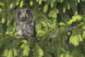 Boreal Owl (Aegolius funereus) juvenile, Saxony, Germany