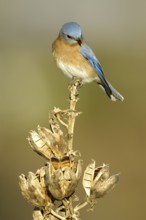 Eastern Bluebird (Sialia sialis), Texas, USA